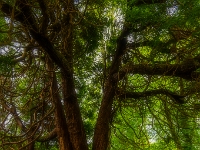Isle of Skye, Dunvegan Castle & Gardens